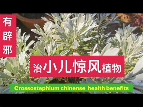 芙蓉菊可以吃嗎|芙蓉菊 